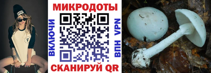 сайты даркнета официальный сайт Ясный Псилоцибиновые грибы Cubensis